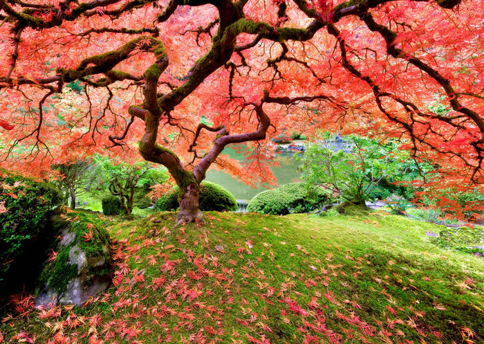 Japanese Maple Tree Jigsaw Puzzle